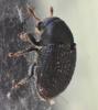 Scolytinae inconnu